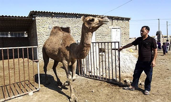 How Many Camels Am I Worth? Cultural History Modern Value and the Viral Metaphor