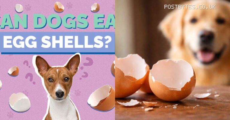 Can Dogs Eat Egg Shells? Safe Preparation and Feeding Tips
