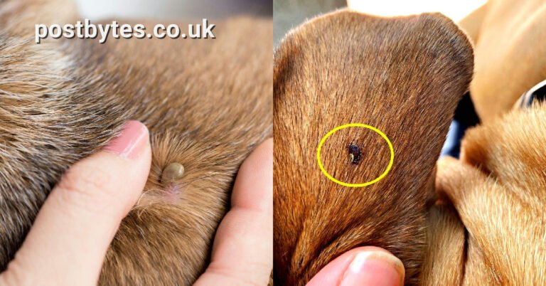 How to Safely Remove Fully Embedded Ticks on Dogs at Home