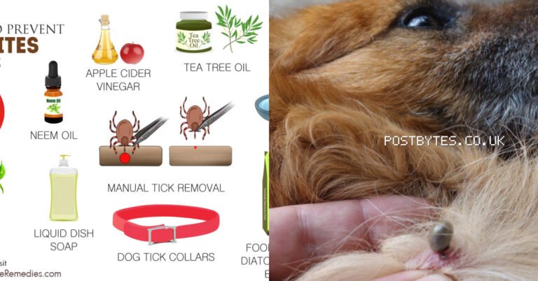 What Kills Ticks on Dogs Instantly: Fast-Acting Solutions